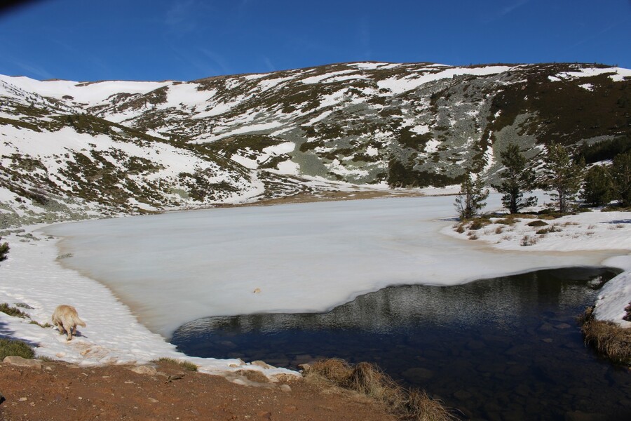 Laguna de Cebollera helada