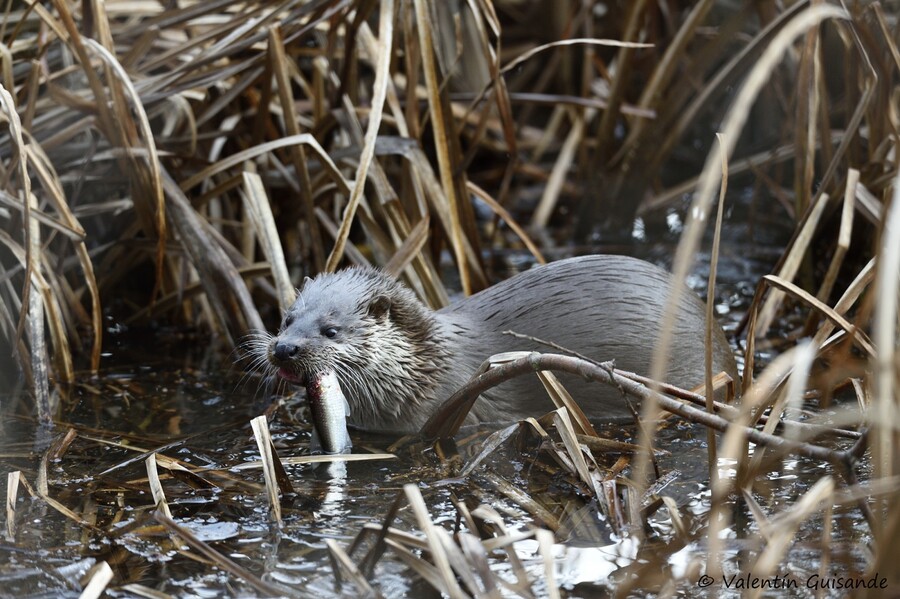 La Nutria